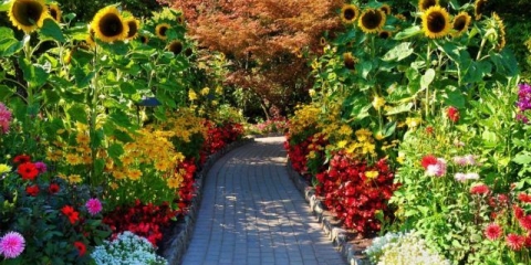 Kako posaditi suncokret iz sjemena na selu